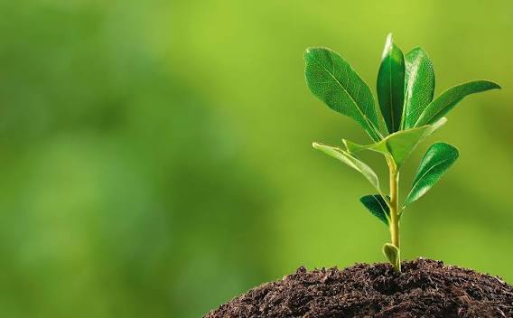 🌱 আসছে আমাদের বৃক্ষরোপণ কর্মসূচি (আসছে)